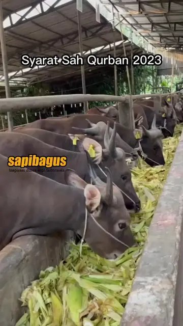 Syarat-SAH-Qurban